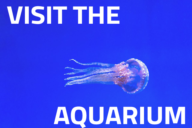 aquarium-1851003_640