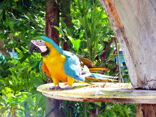 parrot-14666_640